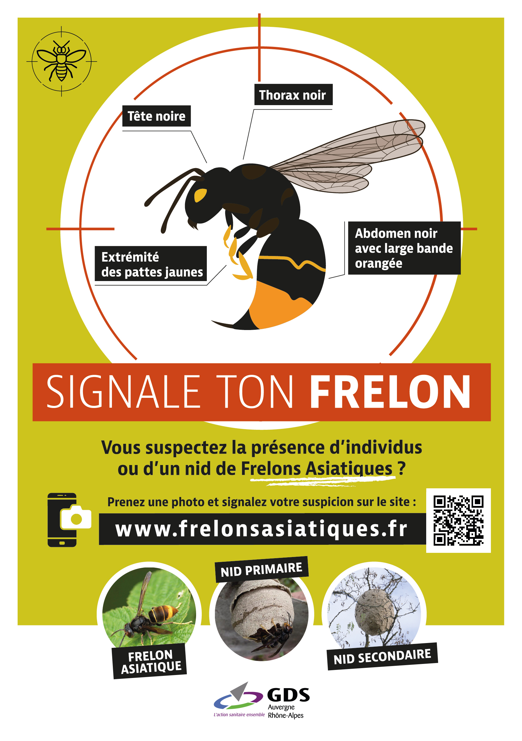 Flyer frelon asiatique 1