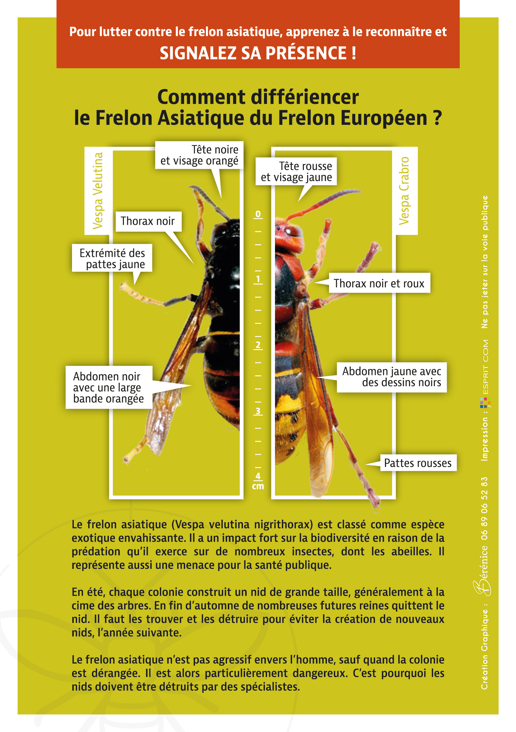 Flyer frelon asiatique 2
